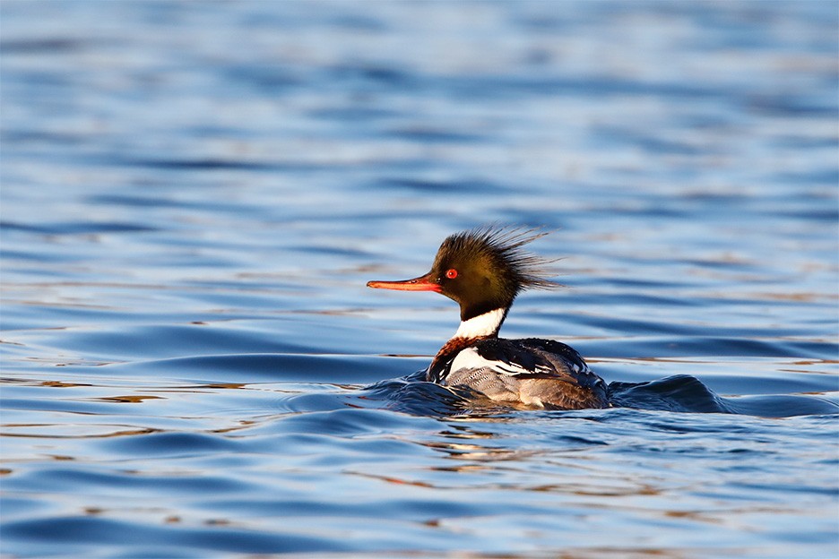 Red-breasted Merganser - ML149225731