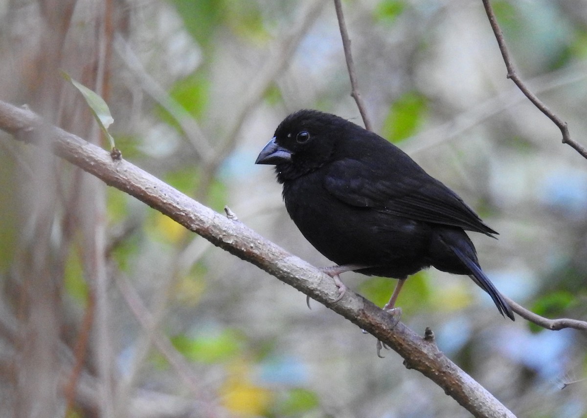 St. Lucia Black Finch - Jesse Fagan