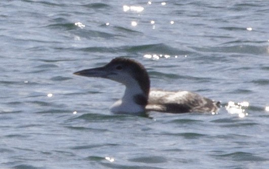 Common Loon - ML149226461