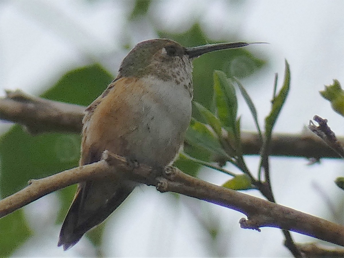 Rufous Hummingbird - ML149230231