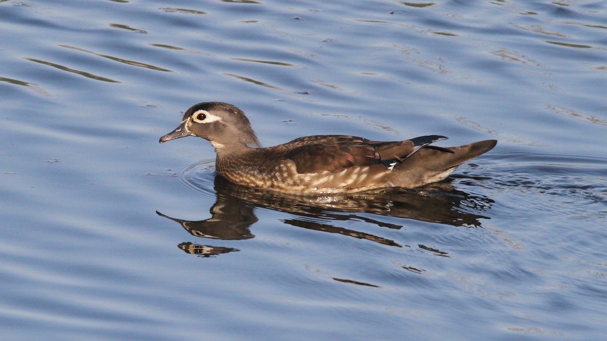 Wood Duck - Zach DeBruine