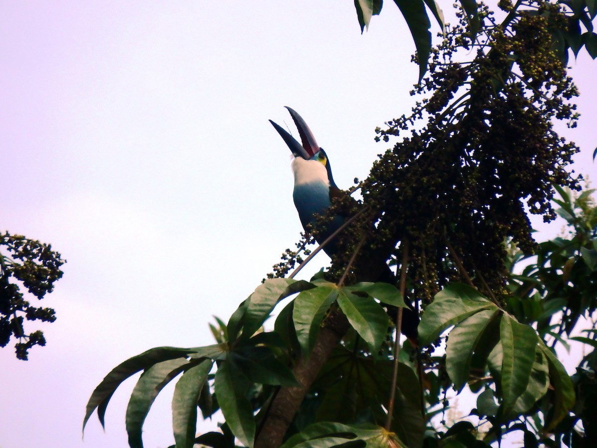 Black-billed Mountain-Toucan - Tiffany Erickson