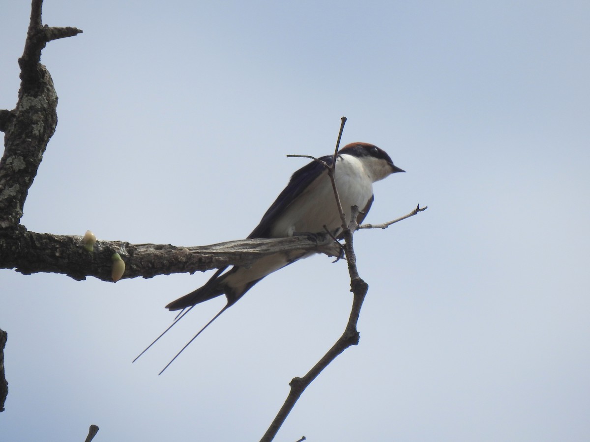 Wire-tailed Swallow - ML149235471
