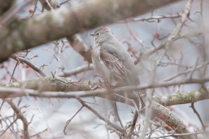 Townsend's Solitaire - ML149235681