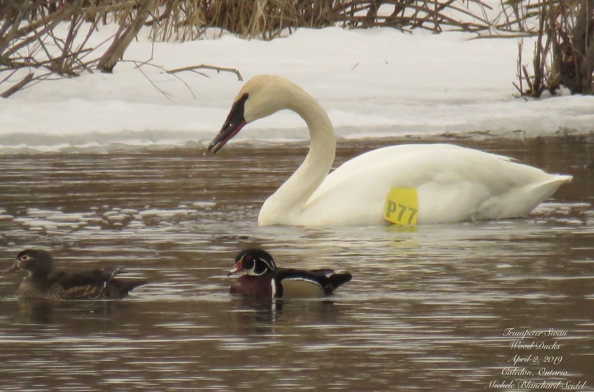 Trumpeter Swan - ML149236591