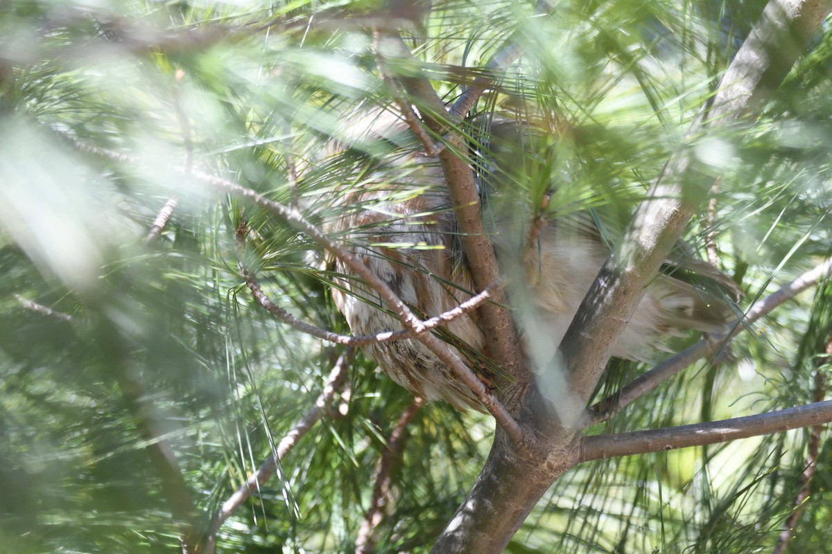 Northern Saw-whet Owl - ML149236611