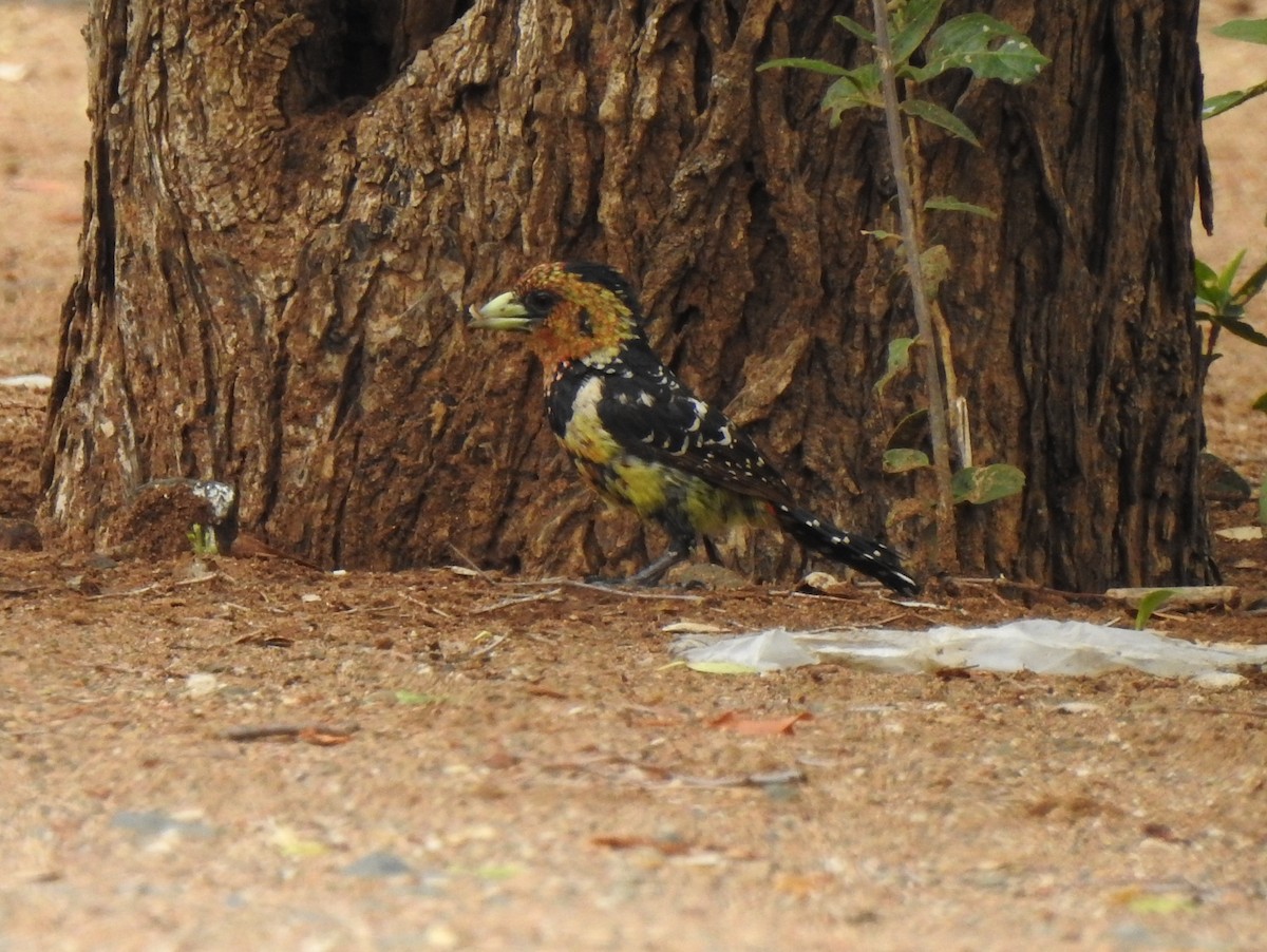 Crested Barbet - ML149237011