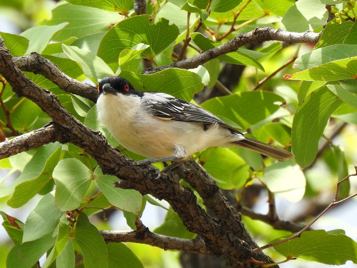 Black-backed Puffback - ML149238641