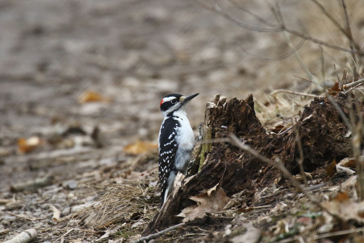 Hairy Woodpecker - ML149239381