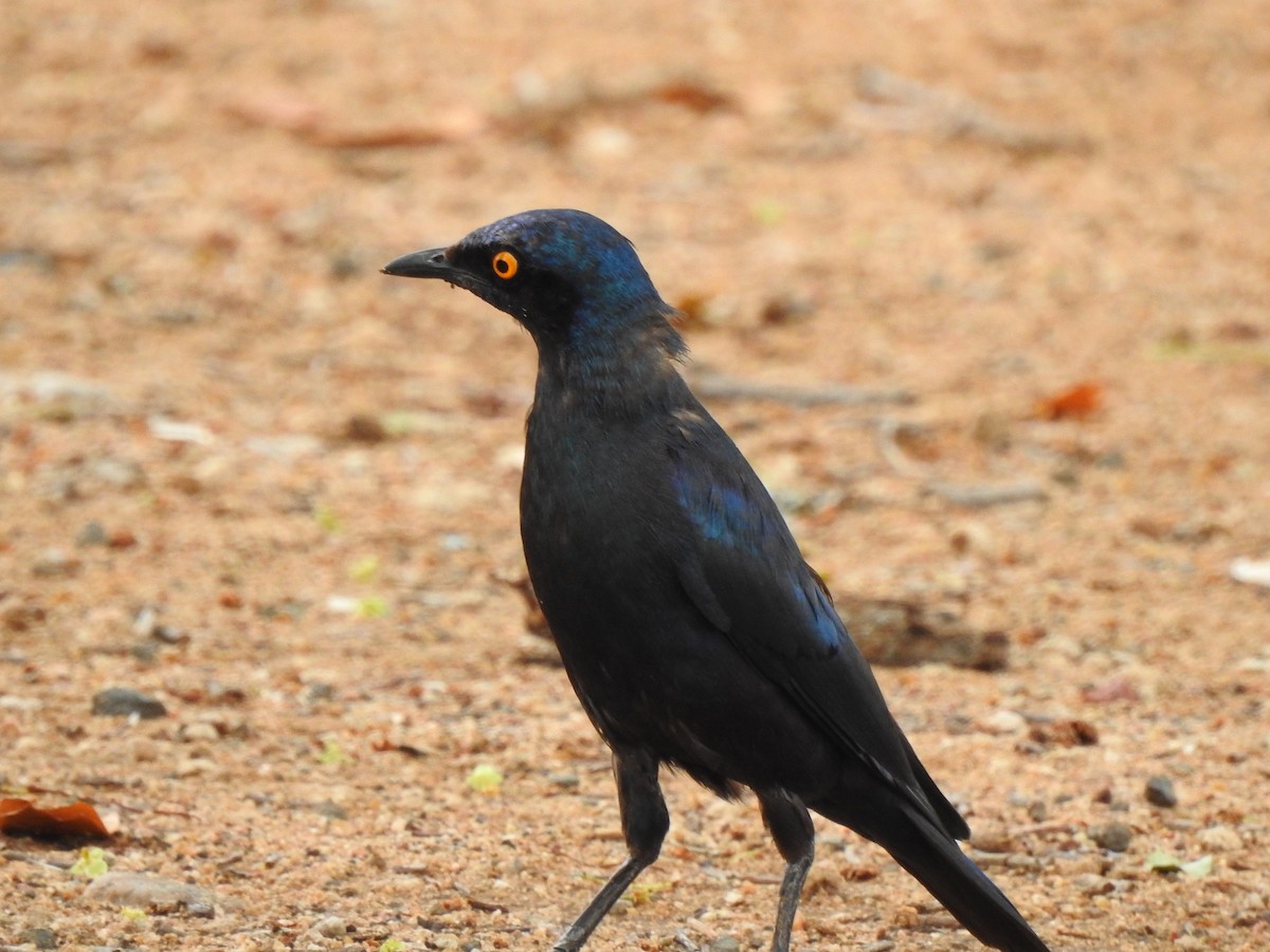 Greater Blue-eared Starling - ML149240491