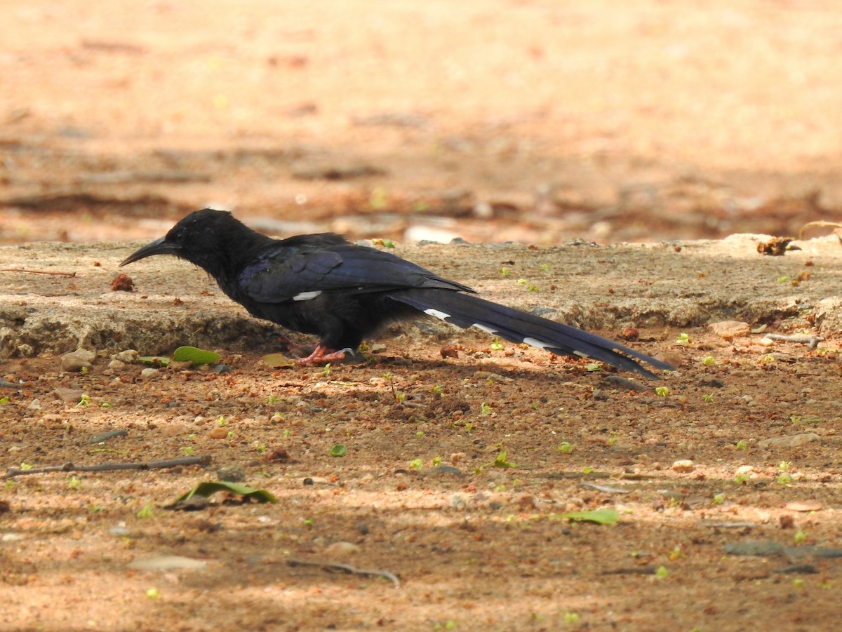 Green Woodhoopoe - ML149240971