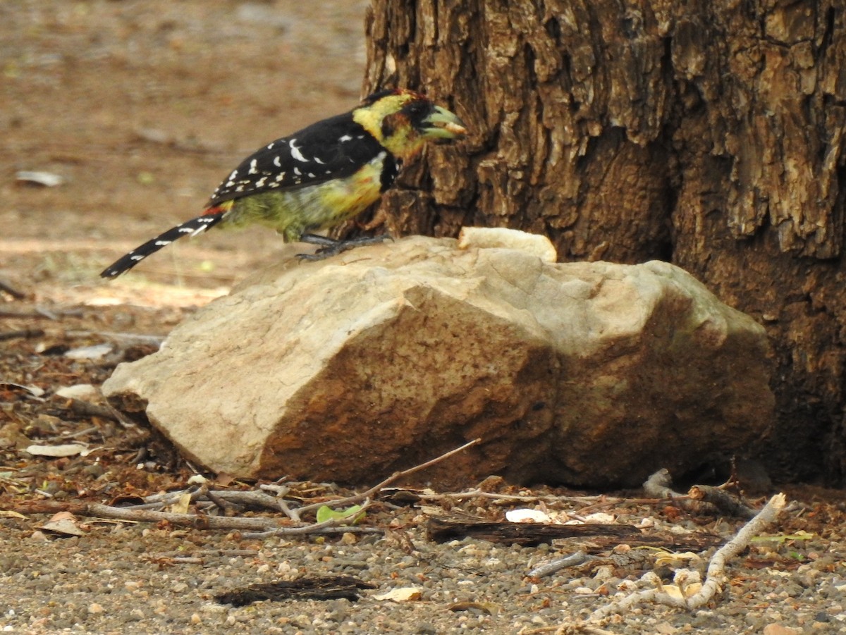 Crested Barbet - ML149241611