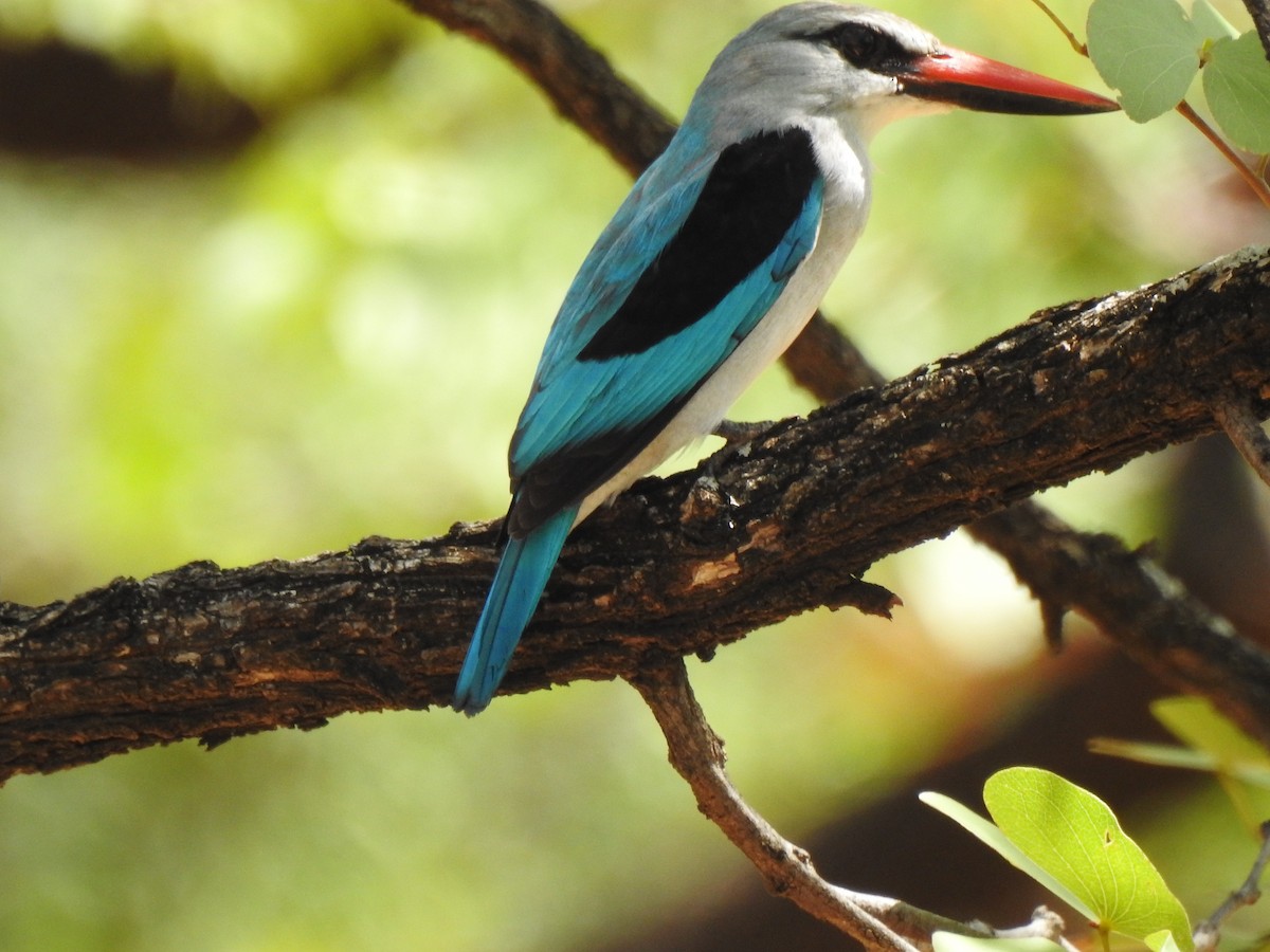 Woodland Kingfisher - ML149247081