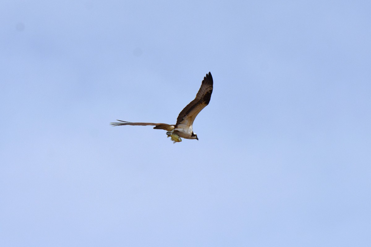 Balbuzard pêcheur - ML149247501