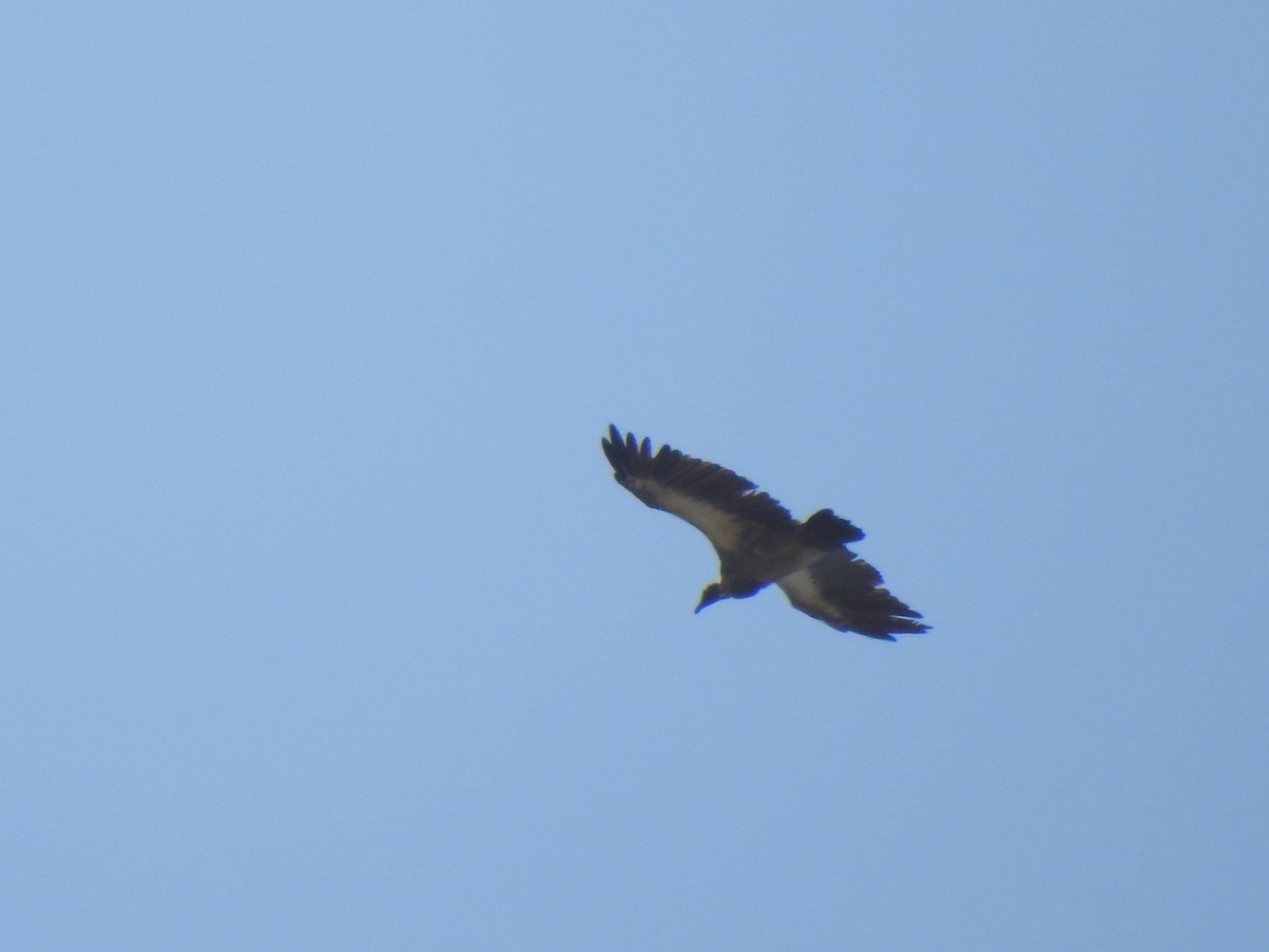 White-backed Vulture - ML149247891