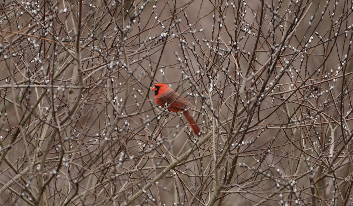 Northern Cardinal - Shelley Funai