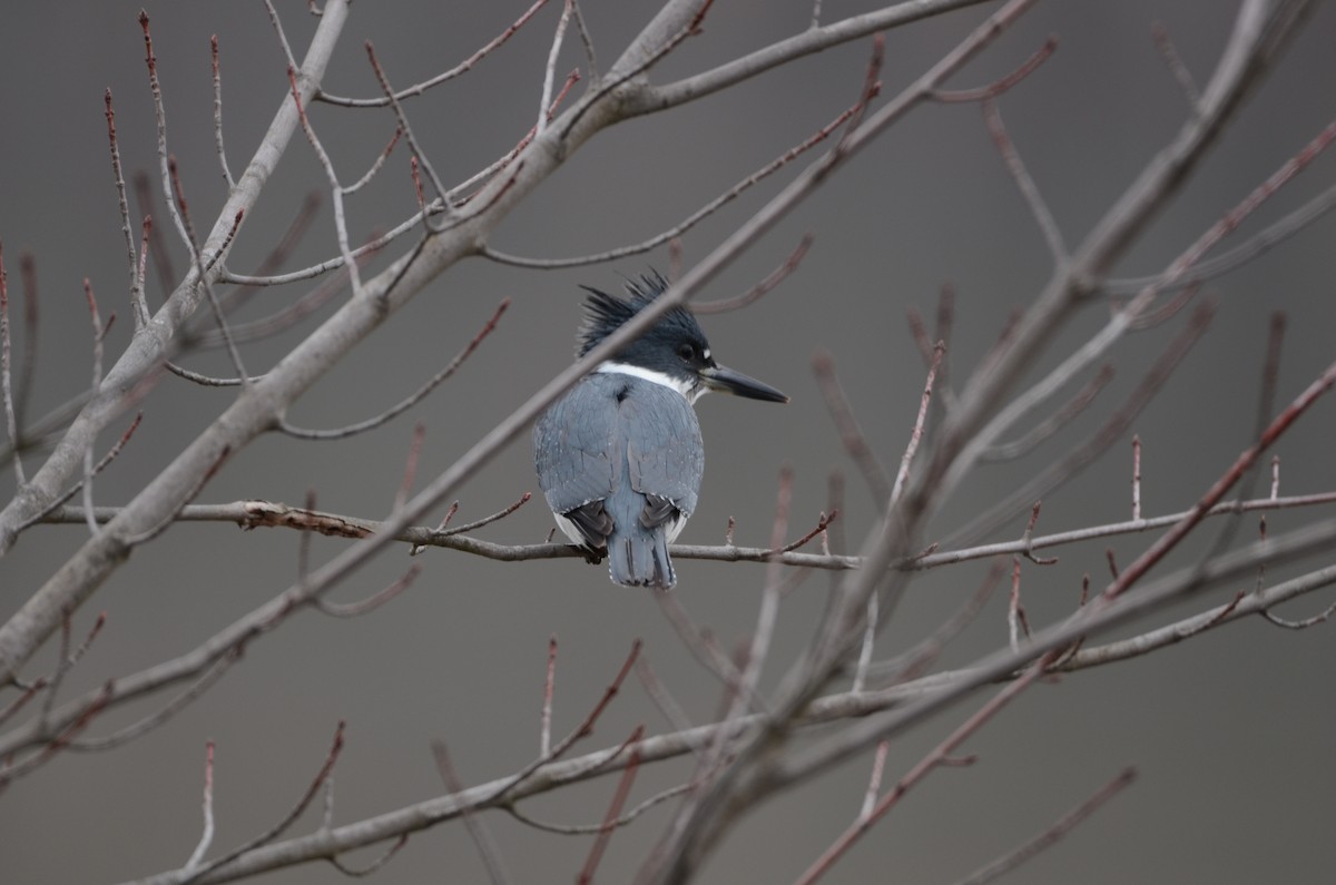 Belted Kingfisher - Shelley Funai