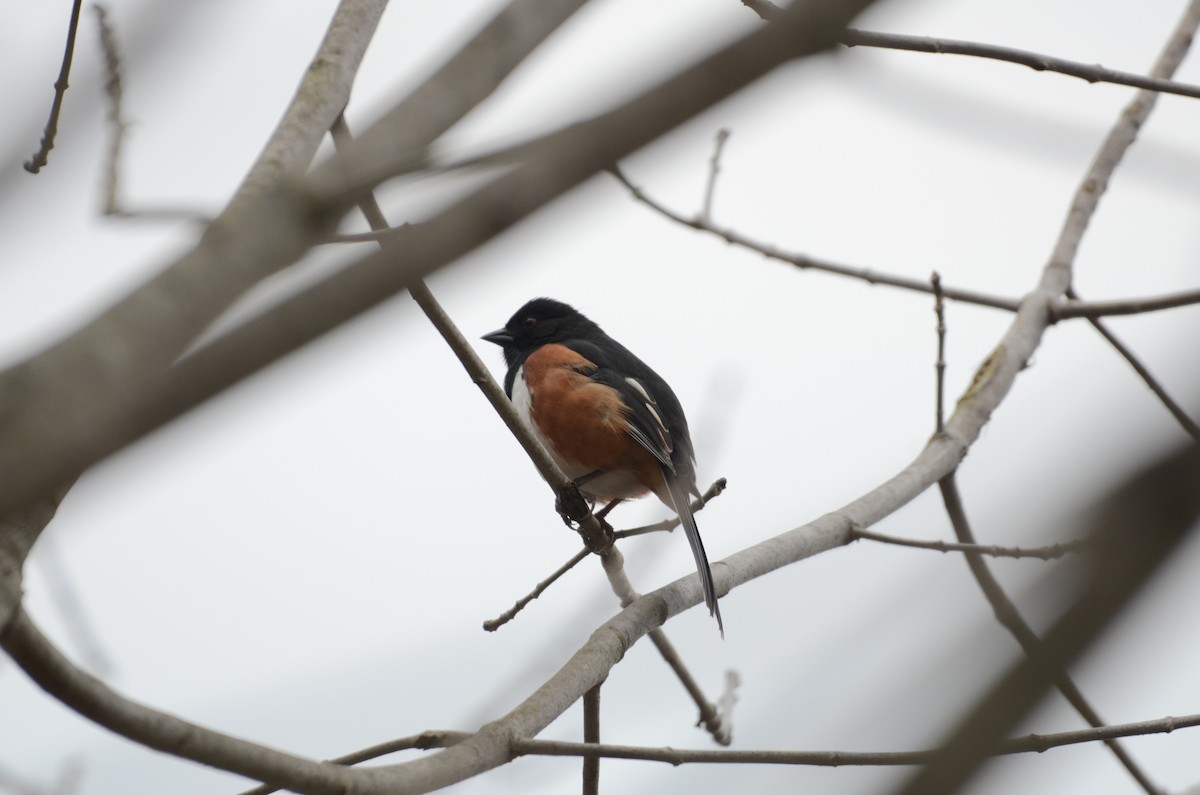 Eastern Towhee - Shelley Funai