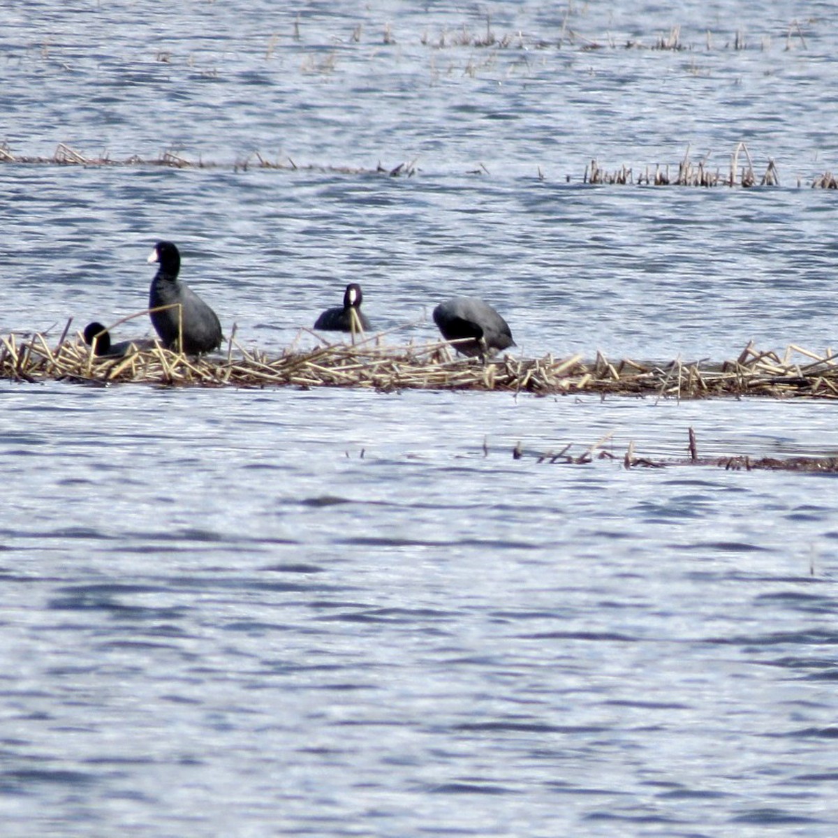 American Coot - ML149250071