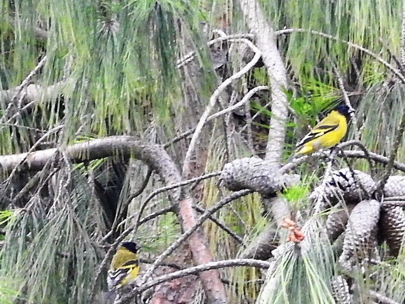 Hooded Siskin - ML149250451