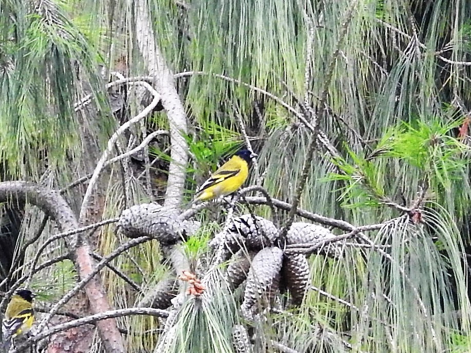 Hooded Siskin - ML149250461