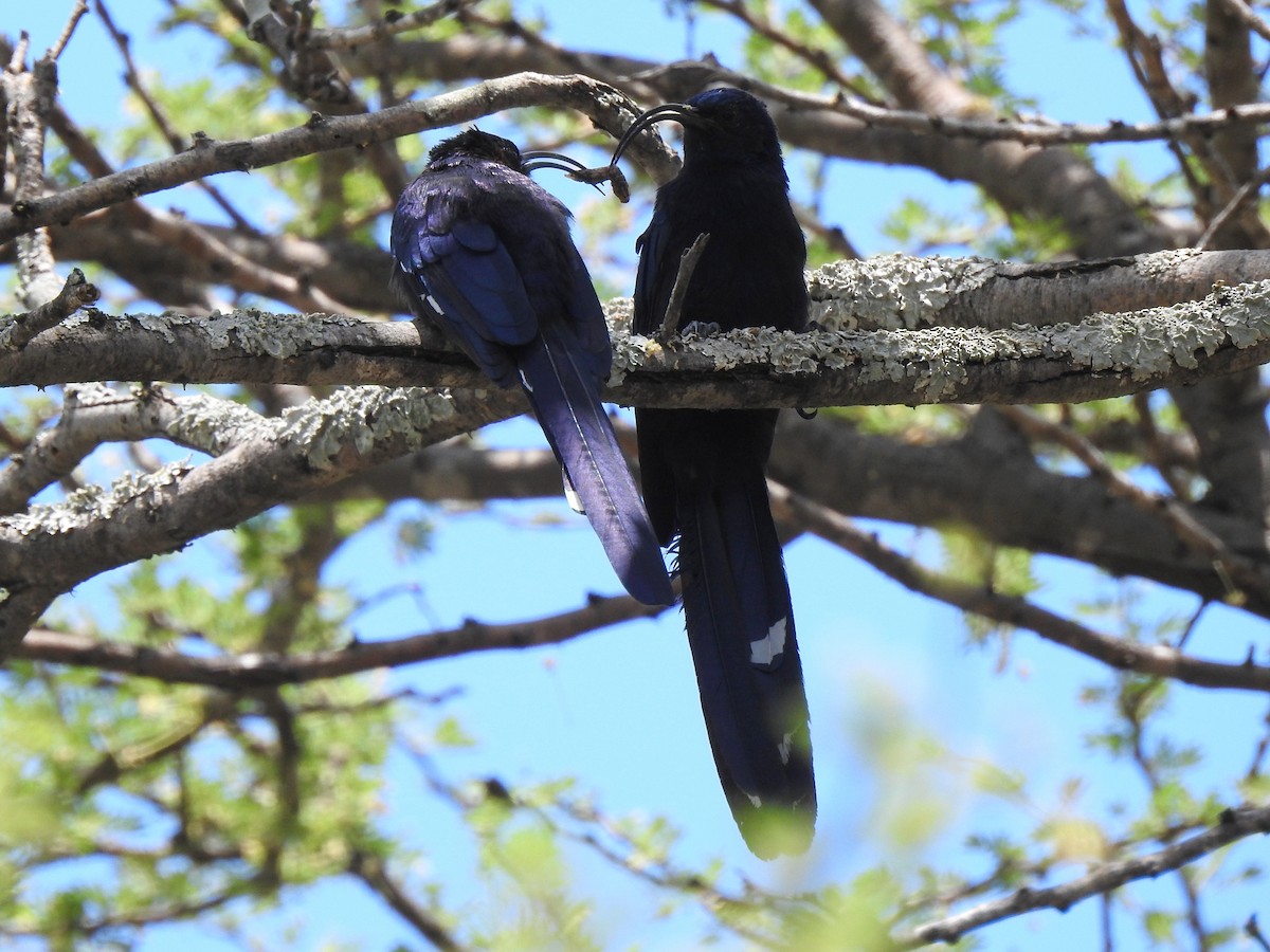 Common Scimitarbill - ML149250631