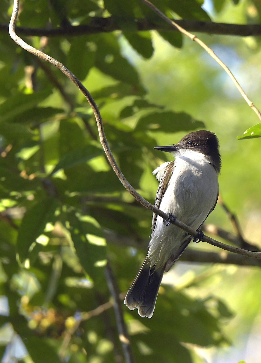 Antillenkönigstyrann - ML149251781