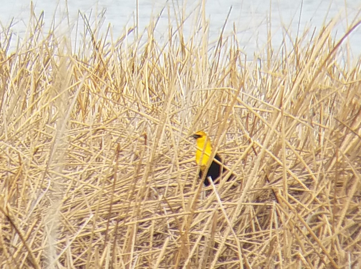 Yellow-headed Blackbird - ML149252291