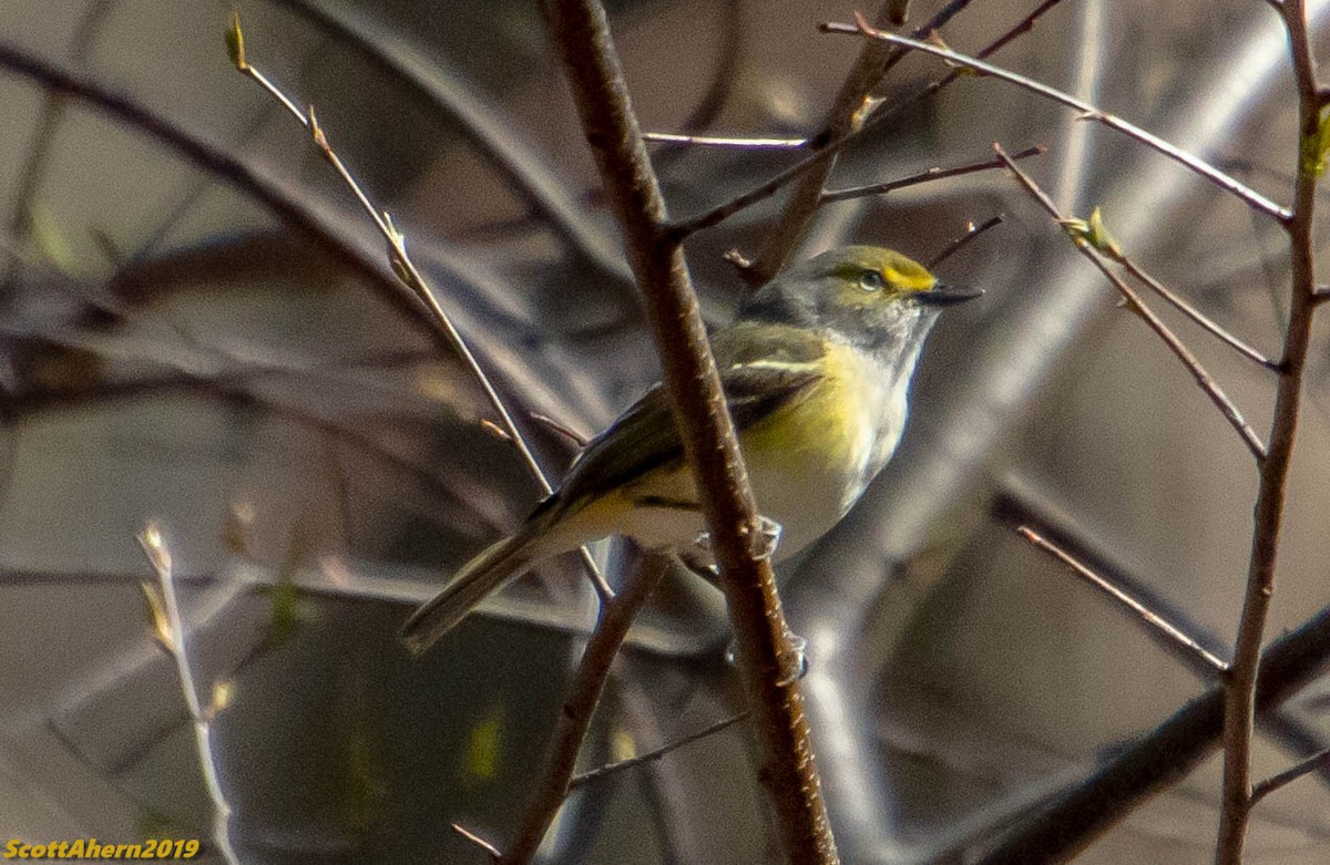 White-eyed Vireo - Cindy & Scott Ahern