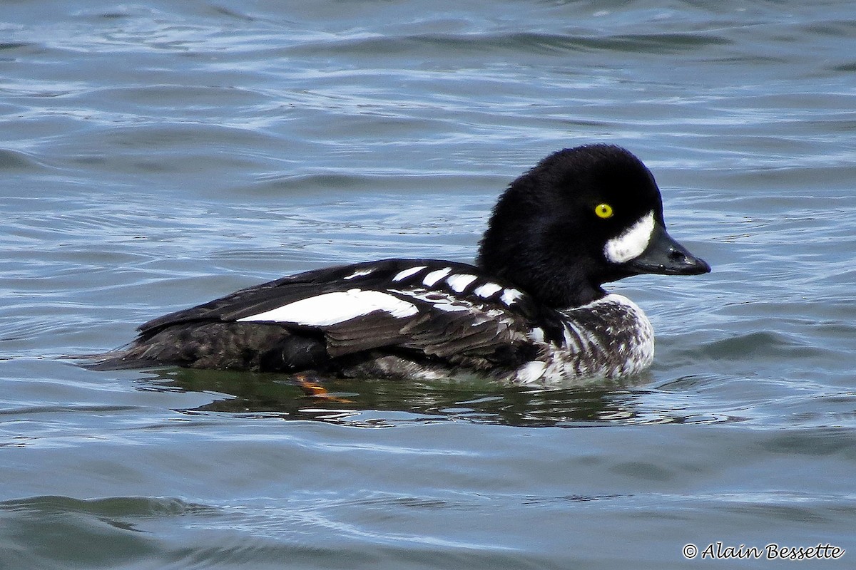 Barrow's Goldeneye - Anonymous