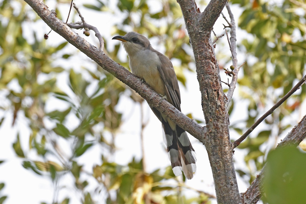 Mangrove Cuckoo - ML149254601