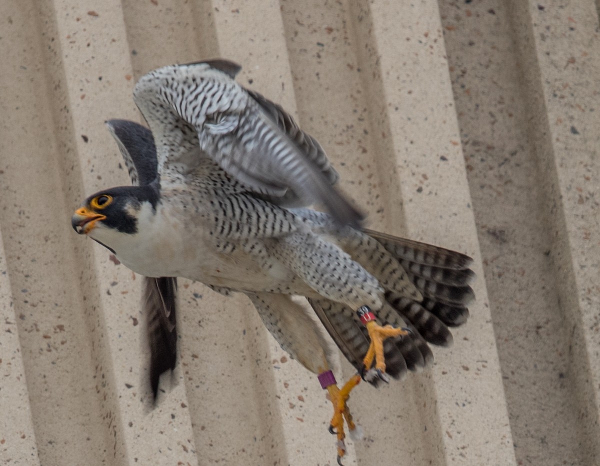 eBird Checklist - 4 Apr 2019 - Peregrine Falcon - 33 Hst W 10th Street ...