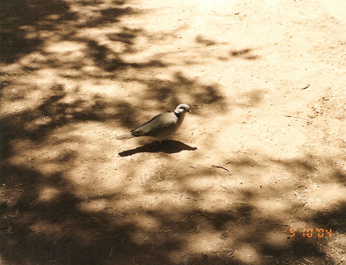 Ring-necked Dove - ML149256601