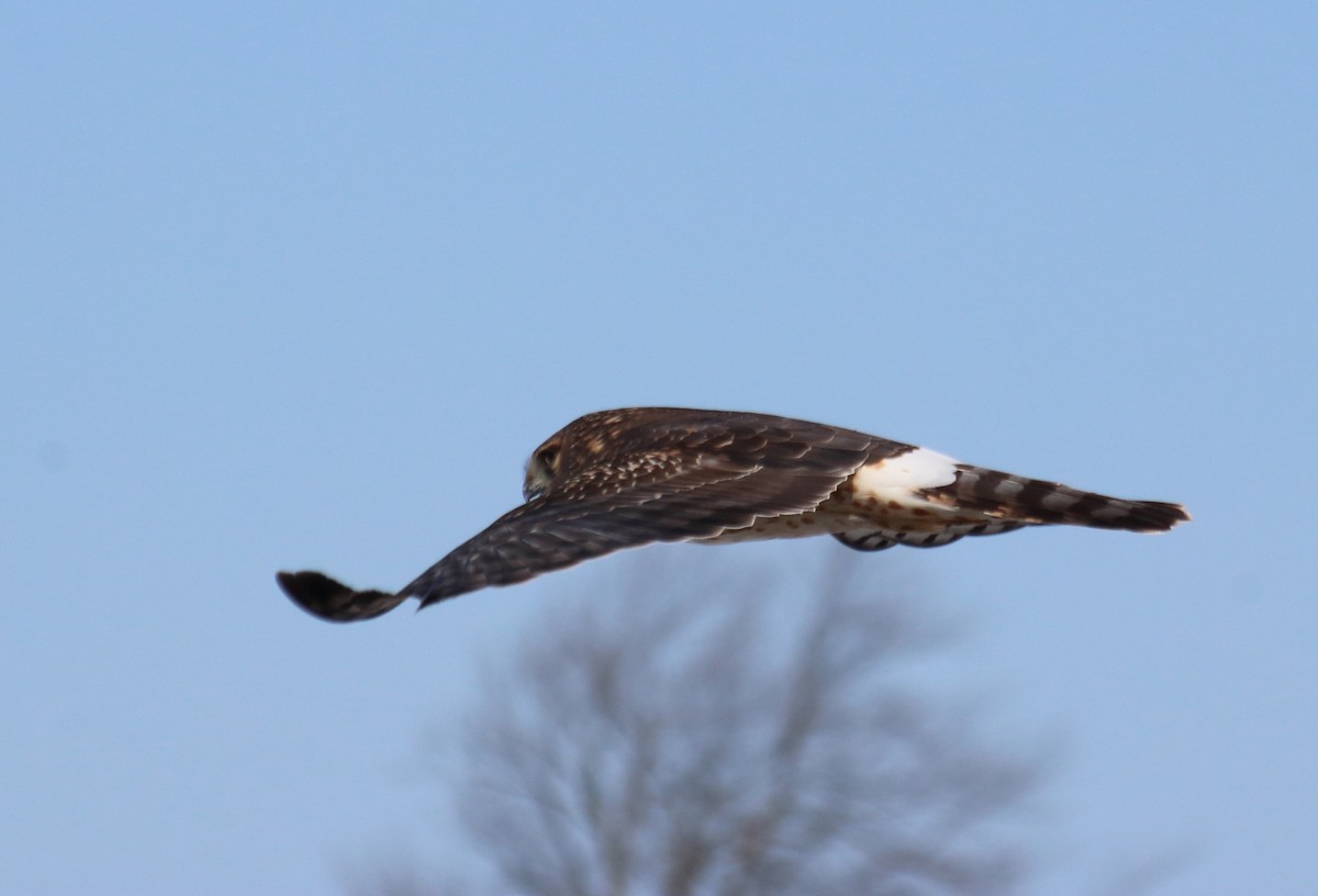 Northern Harrier - Anonymous eDipper