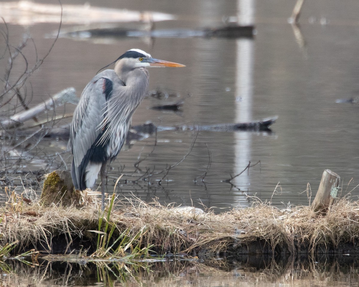 Garza Azulada - ML149259451