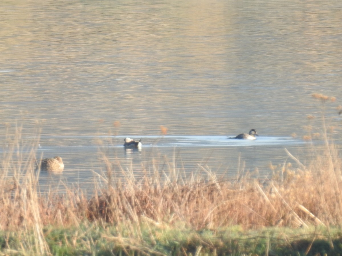 Ruddy Duck - ML149260291