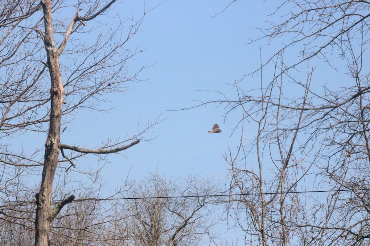 Red-tailed Hawk - Chris Daly