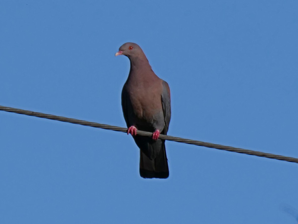 Pigeon à bec rouge - ML149264091