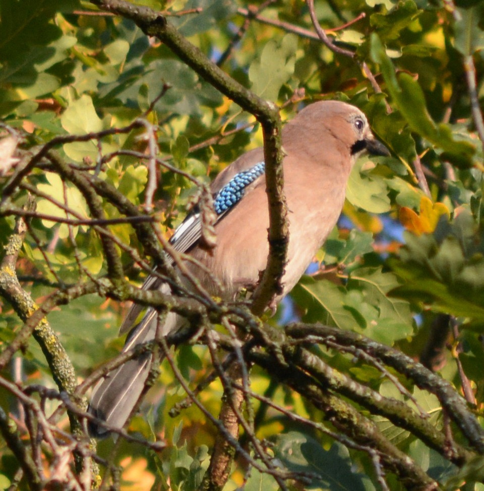 Eurasian Jay - ML149265101