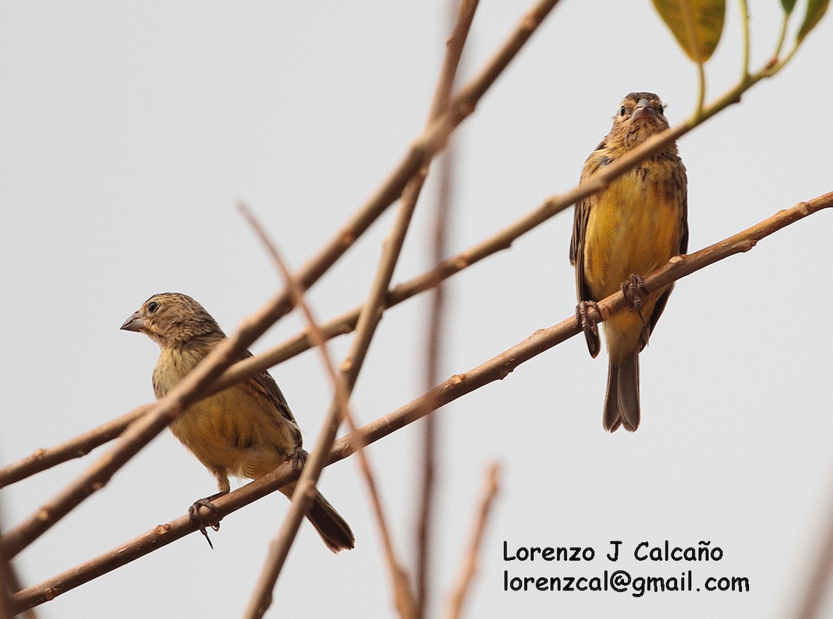 Grassland Yellow-Finch - Lorenzo Calcaño
