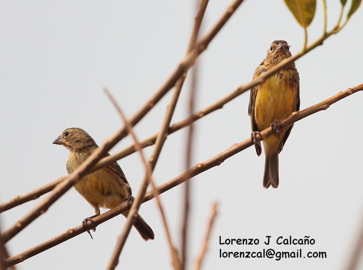 Grassland Yellow-Finch - ML149265421