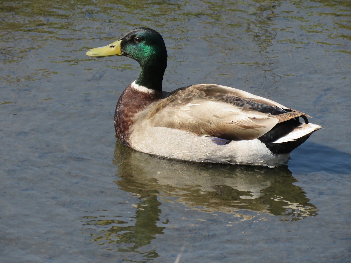 Mallard - Nick Ramsey