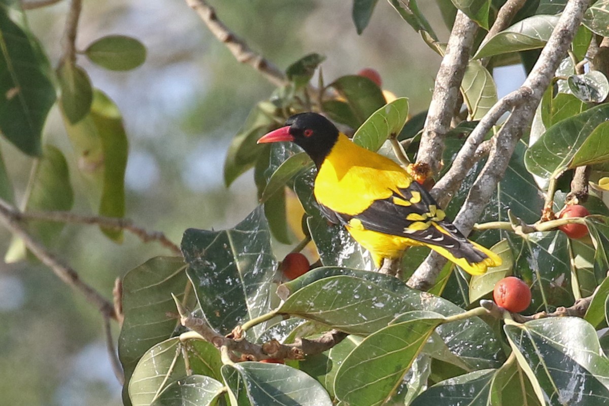 Black-hooded Oriole - ML149265721