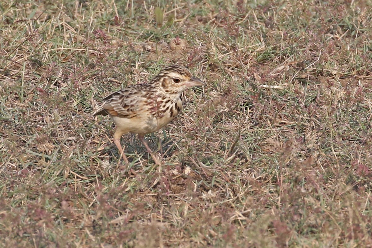 Jerdon's Bushlark - Charley Hesse TROPICAL BIRDING