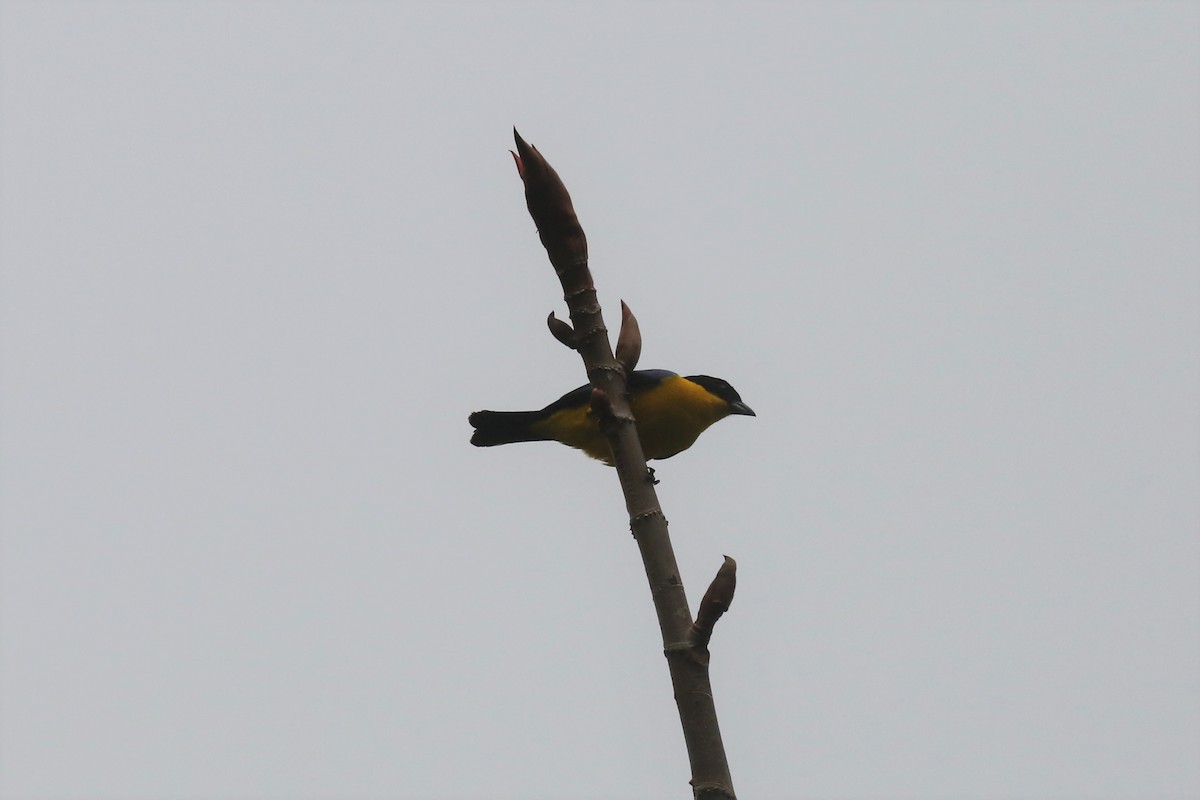 Blue-winged Mountain Tanager - Charles Davies