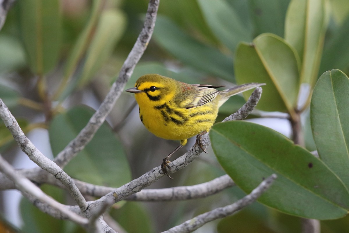 Prairie Warbler - Bob Friedrichs