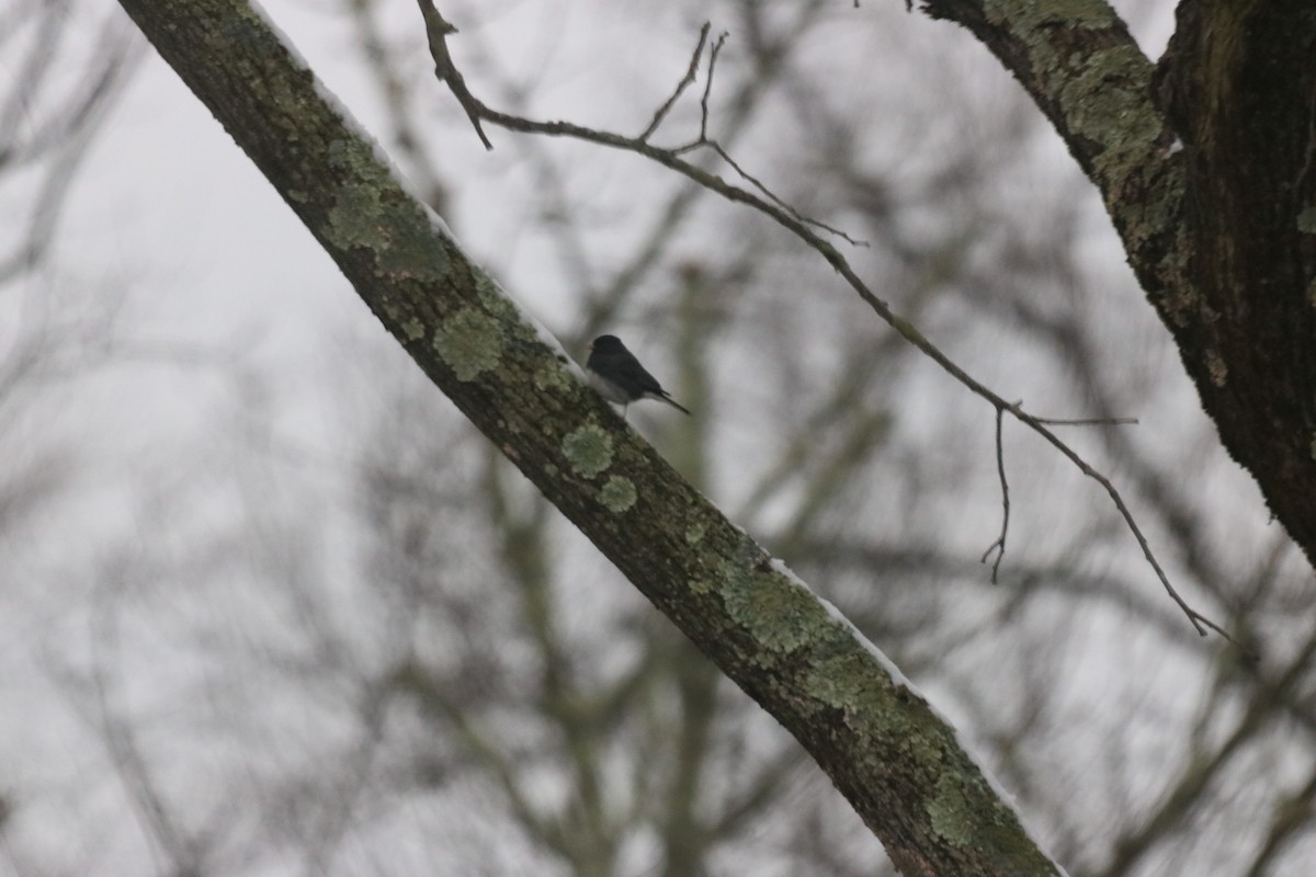 Junco Ojioscuro - ML149269731