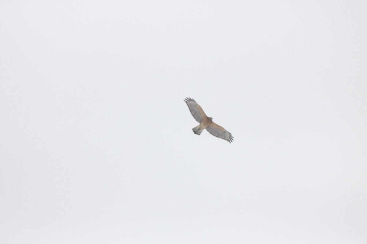 Red-shouldered Hawk - ML149270161