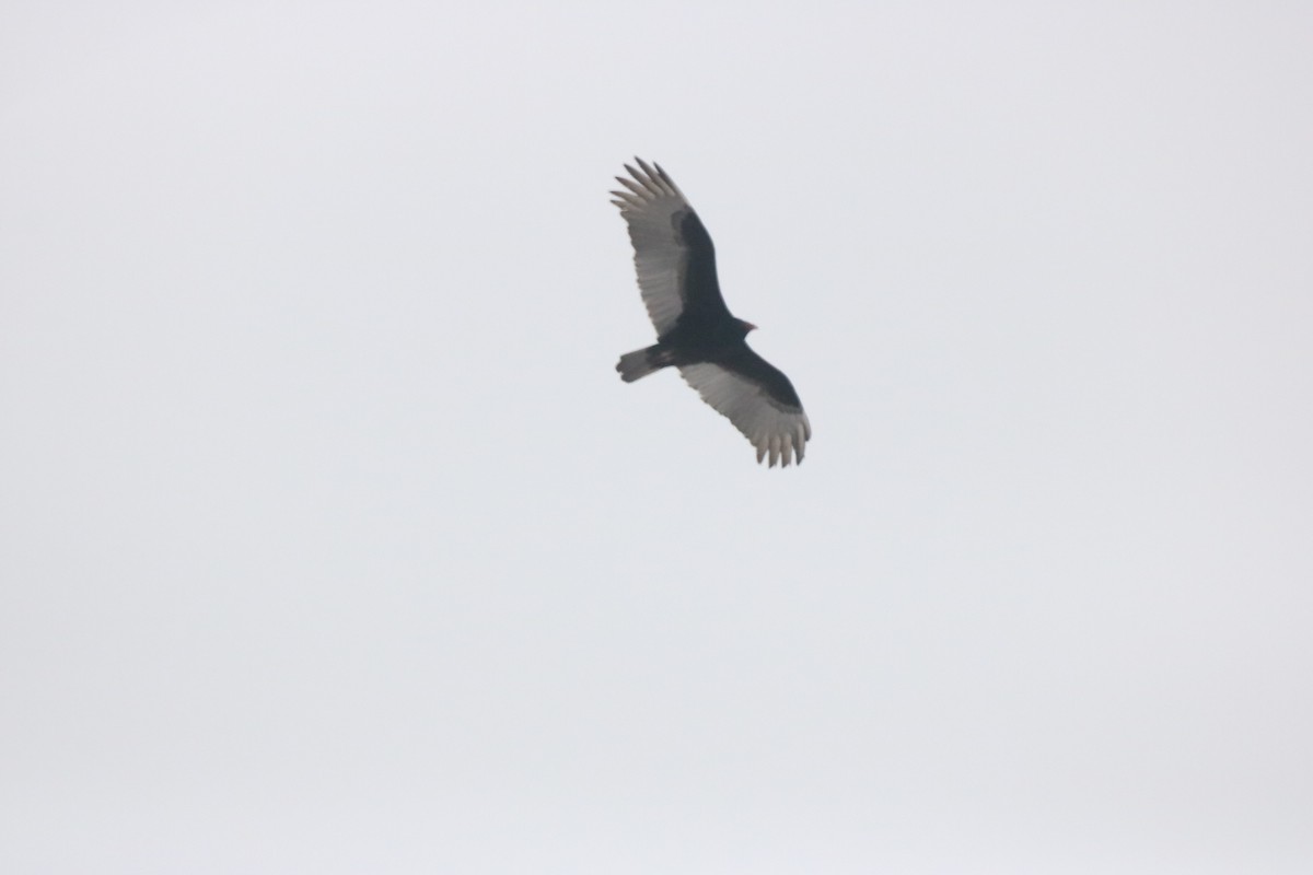 Turkey Vulture - ML149270421