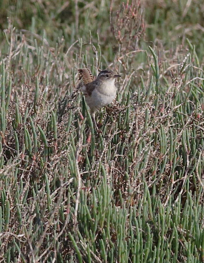 Marsh Wren - ML149270581